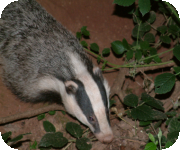 Badgers monitoring and research projects