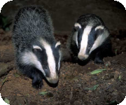 Badgers development licence applications