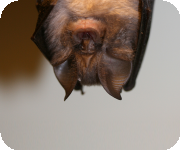 Bat species