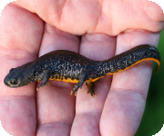 Great Crested Newt in hand