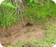 Water vole mitigation schemes