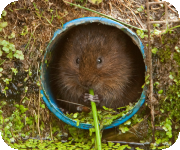 Water vole habitat management and enhancement advice