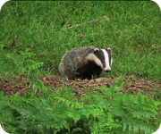 Badger in a field