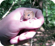 Dormice research projects