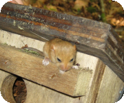 Dormice nest box and monitoring projects